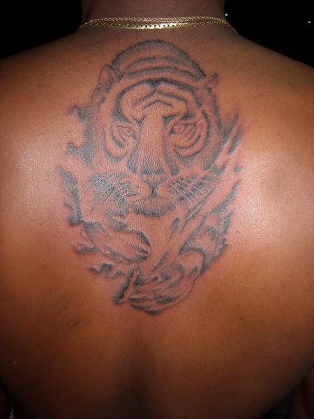 tigre